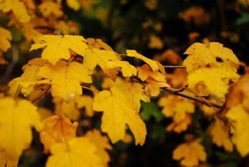 Yellow Maple Leaves — Calm, Autumn, Photograph, Branch