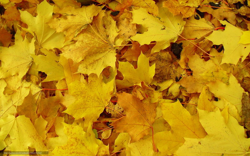 Yellow Maple Leaves — Calm, Autumn, Photograph, Ground