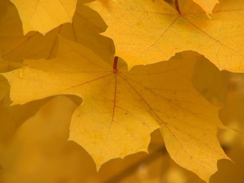 Yellow Maple Leaves — Calm, Autumn, Photograph