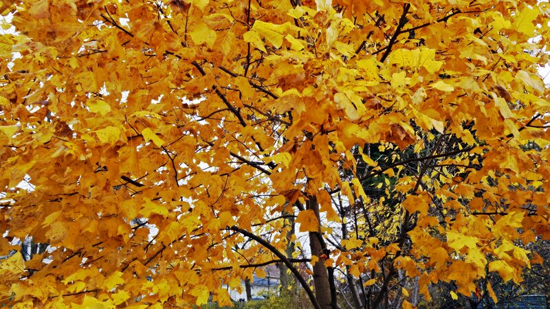 Yellow Maple Leaves — Calm, Autumn, Photograph, Tree Branches