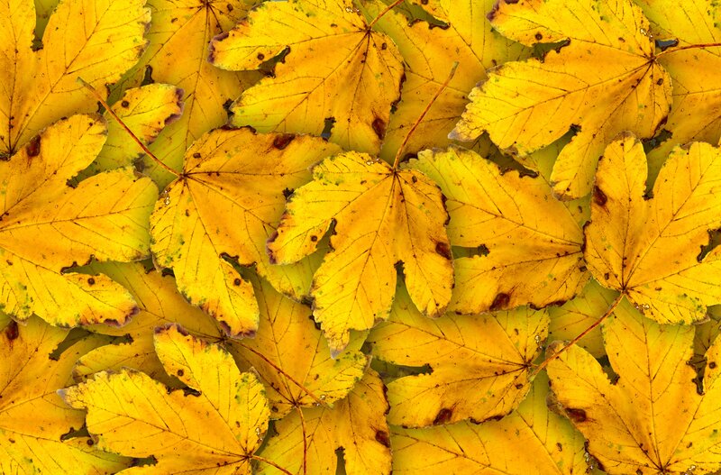 Yellow Maple Leaves — Calm, Autumn