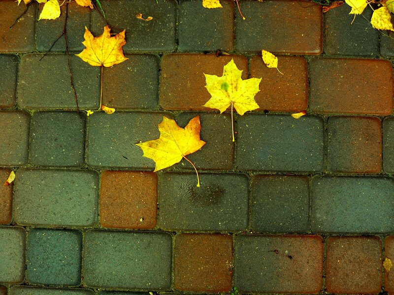 Yellow Maple Leaves — Calm
