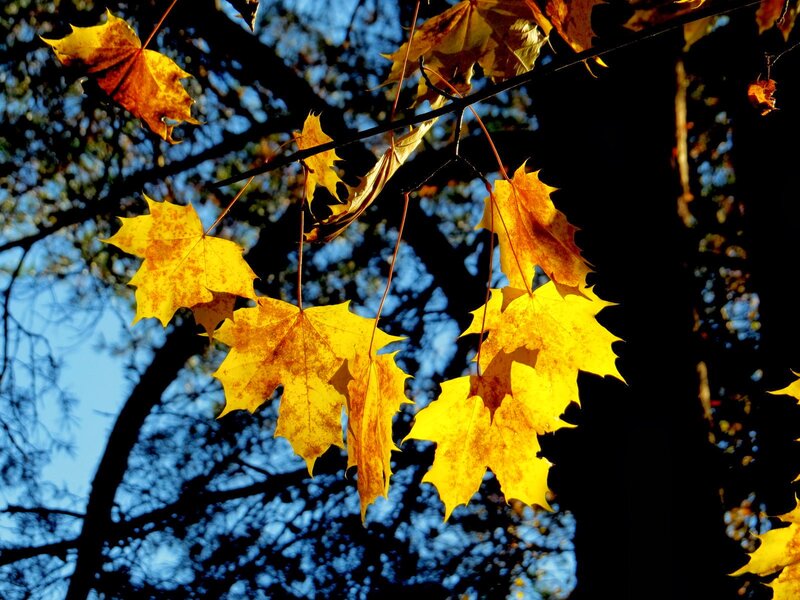 Yellow Maple Leaves — Dramatic