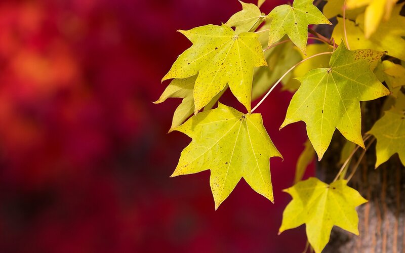 yellow maple leaves in autumn