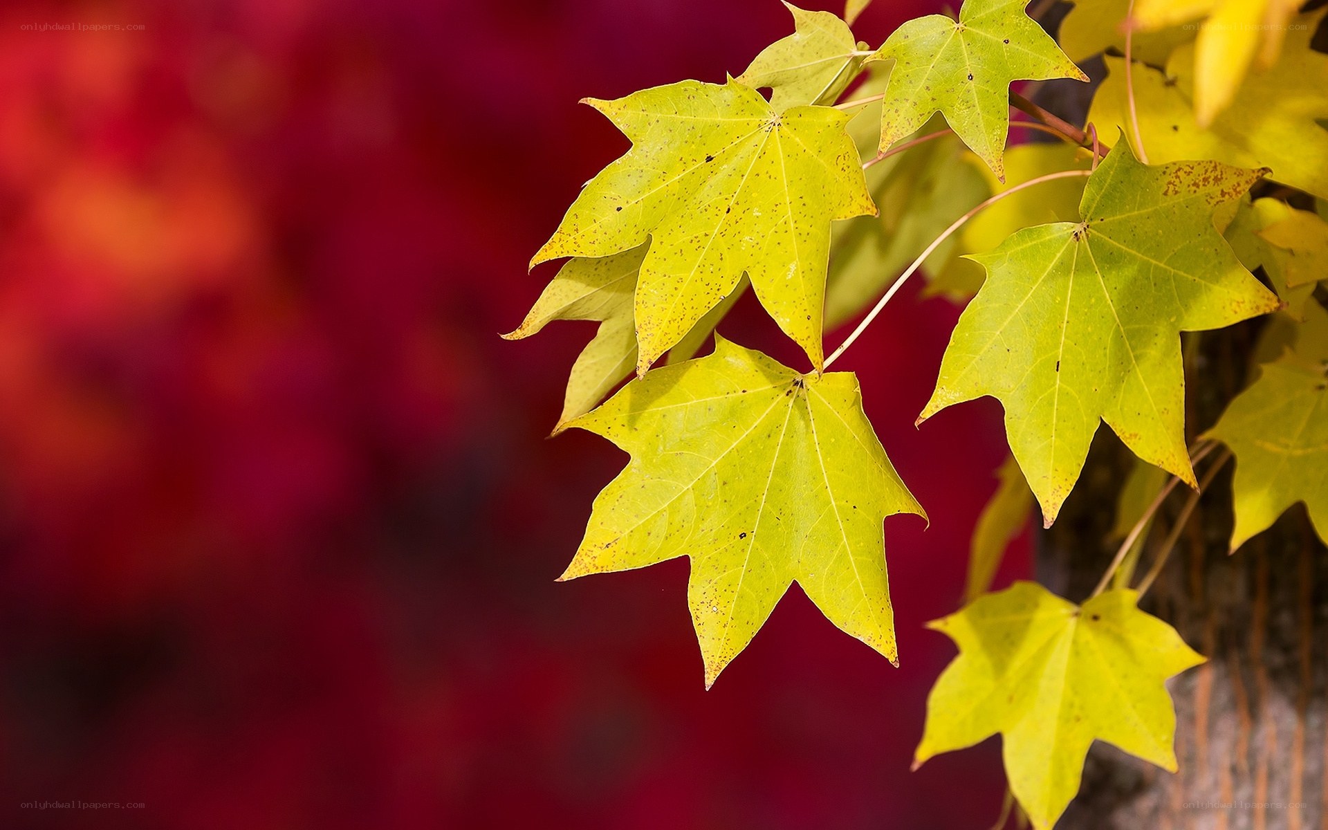 yellow maple leaves in autumn