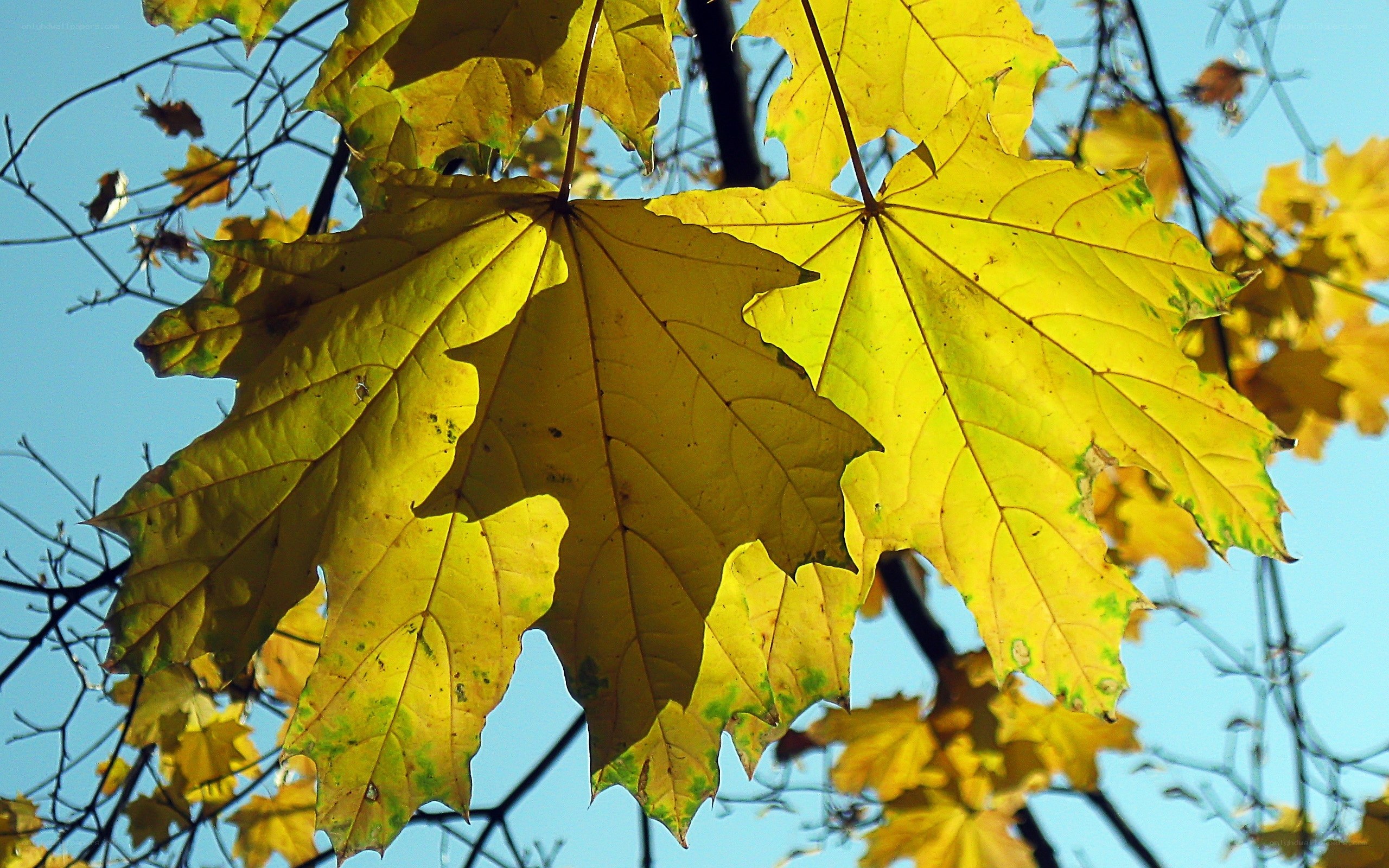 Yellow maple leaves in autumn