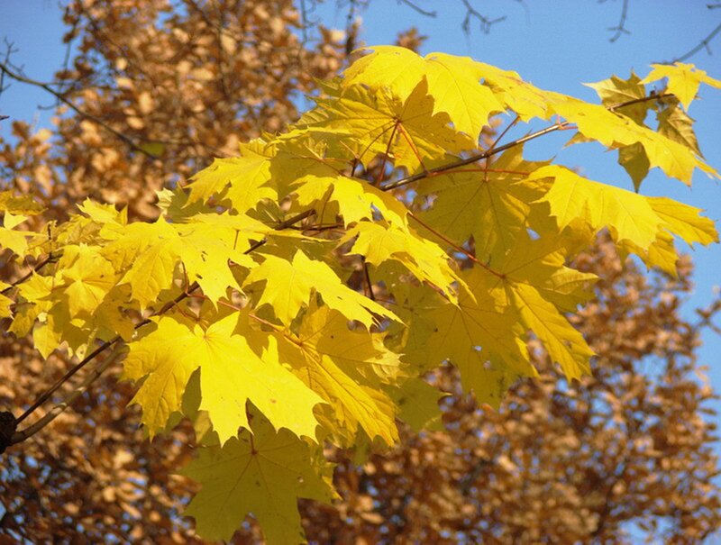 Yellow maple leaves in autumn