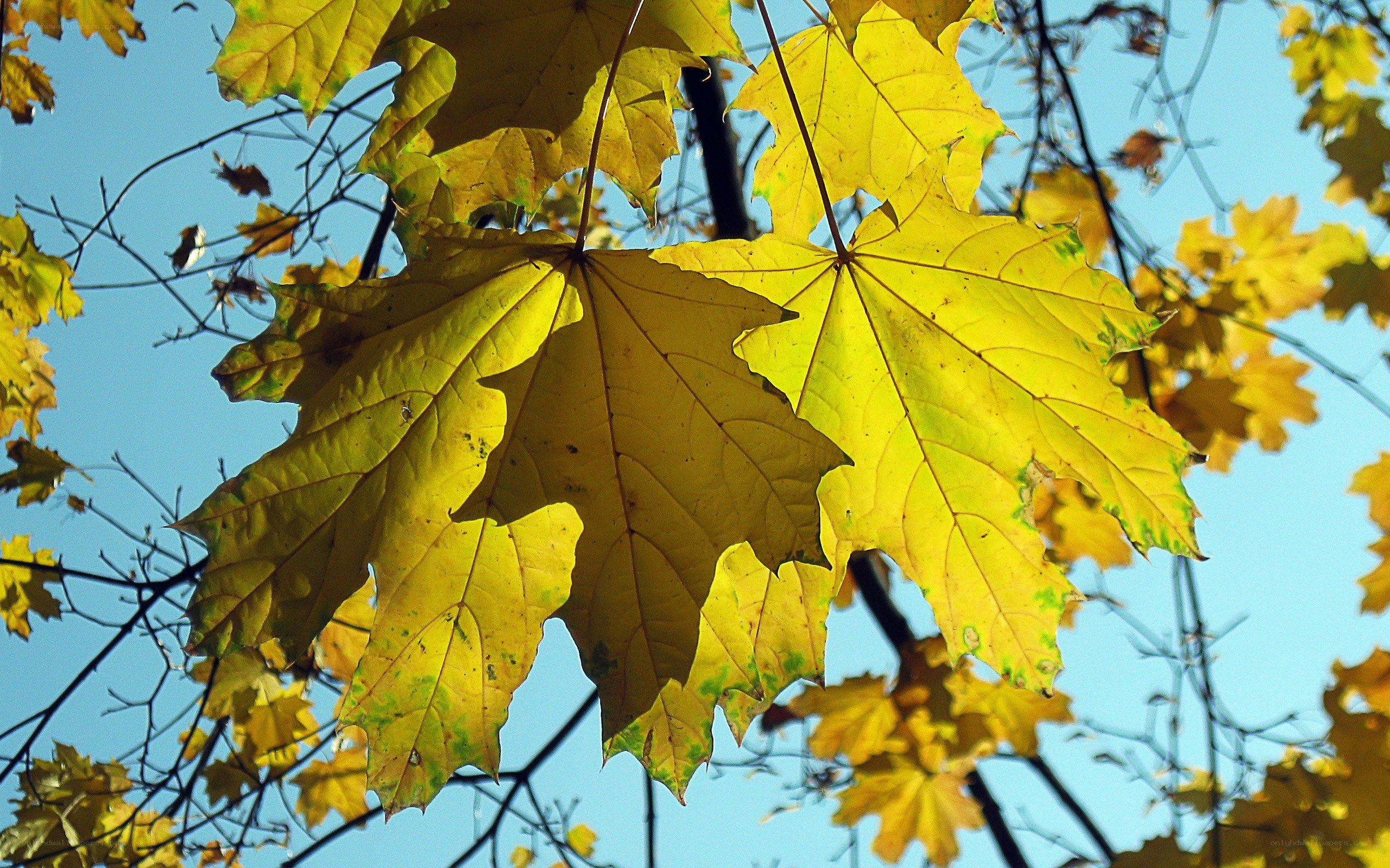 Yellow maple leaves in autumn