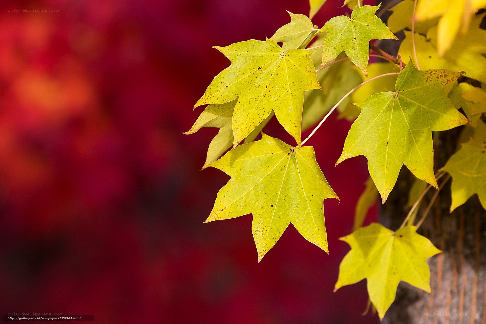 Yellow maple leaves in autumn