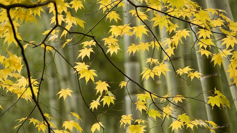 Yellow maple leaves in bamboo forest