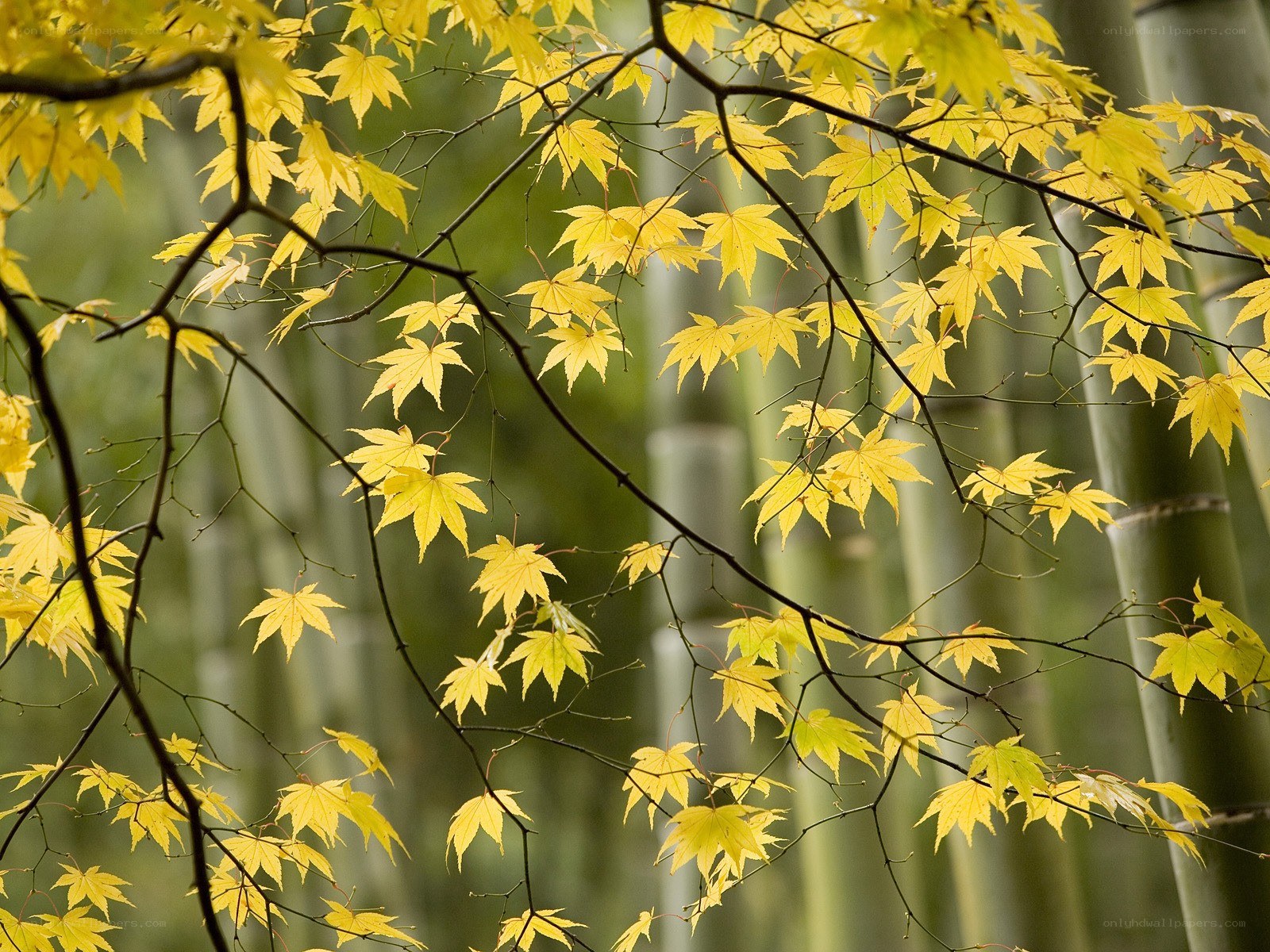 Yellow maple leaves in bamboo forest