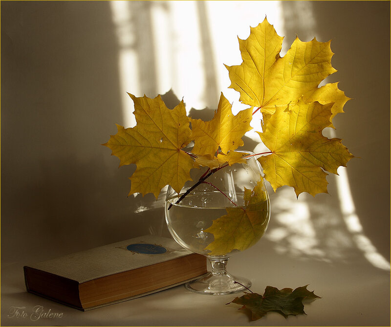 Yellow Maple Leaves in Glass