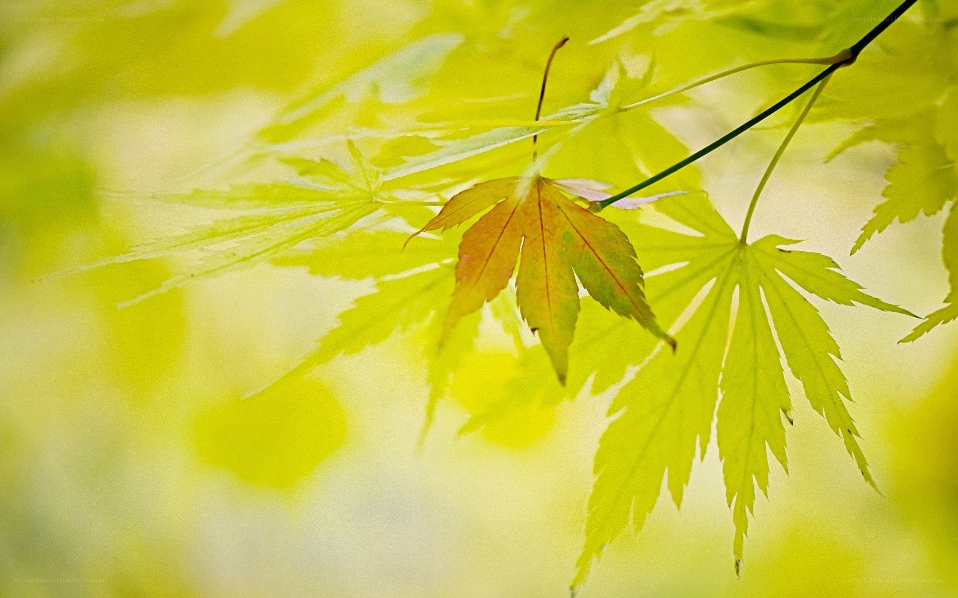 Yellow maple leaves in sunlight