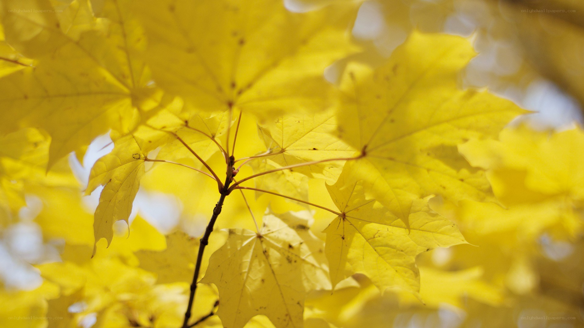 yellow maple leaves in sunlight