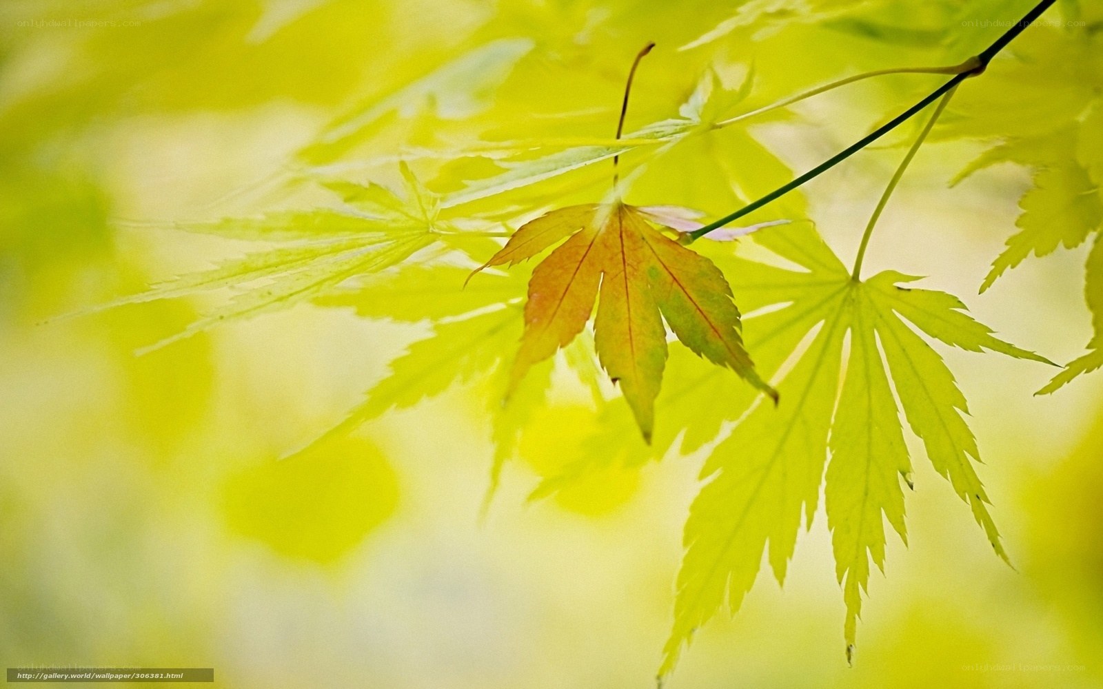 Yellow maple leaves in sunlight