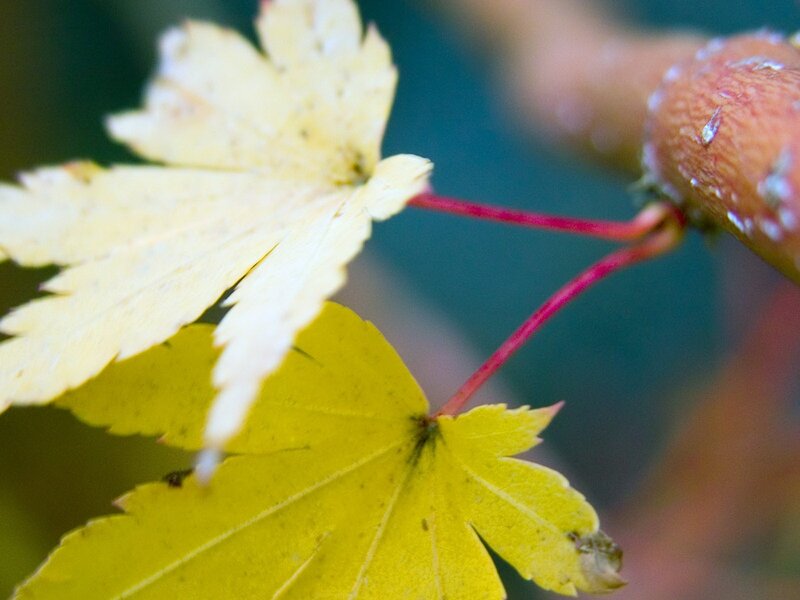 Yellow maple leaves on branch