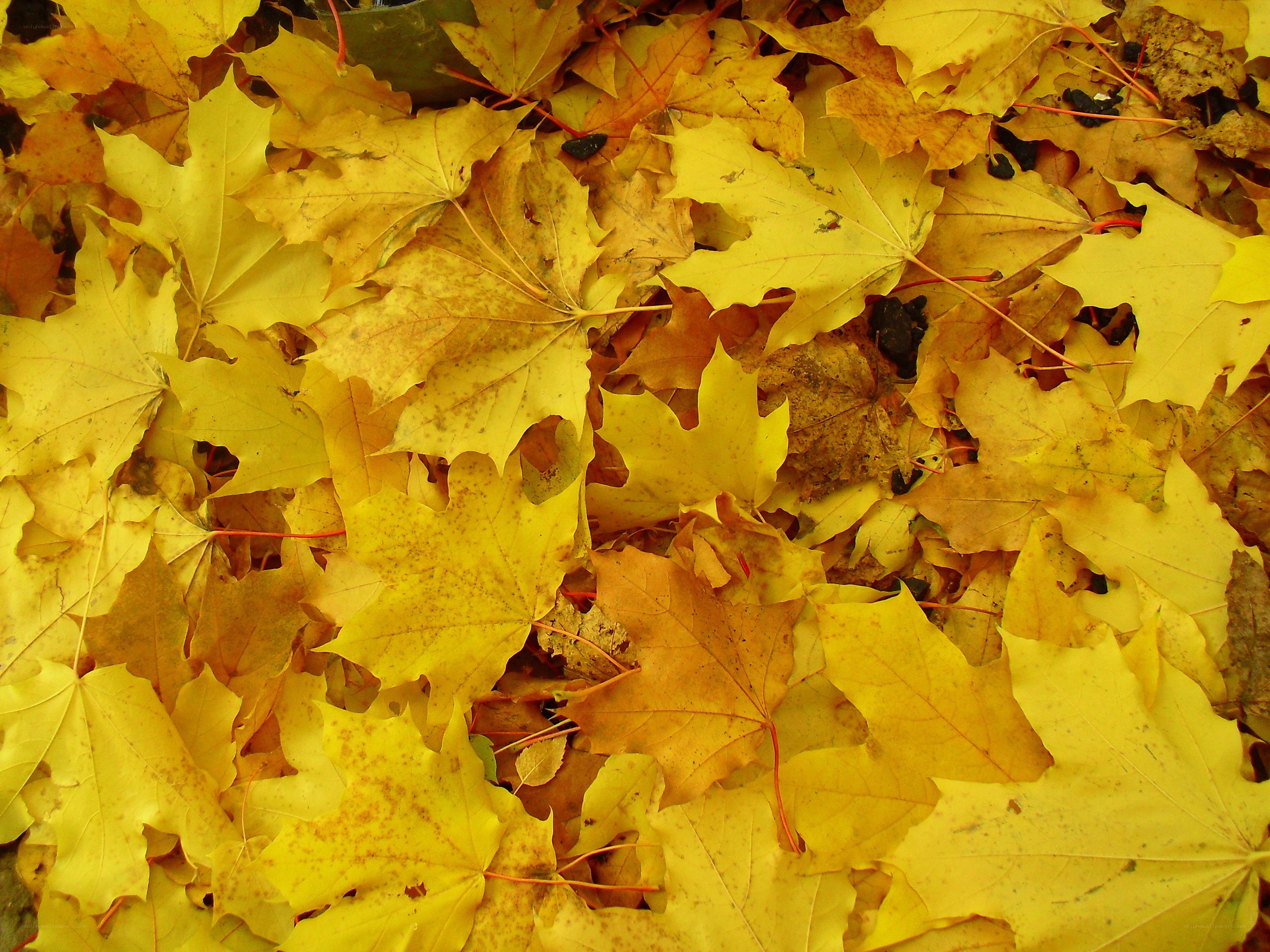 yellow maple leaves on ground