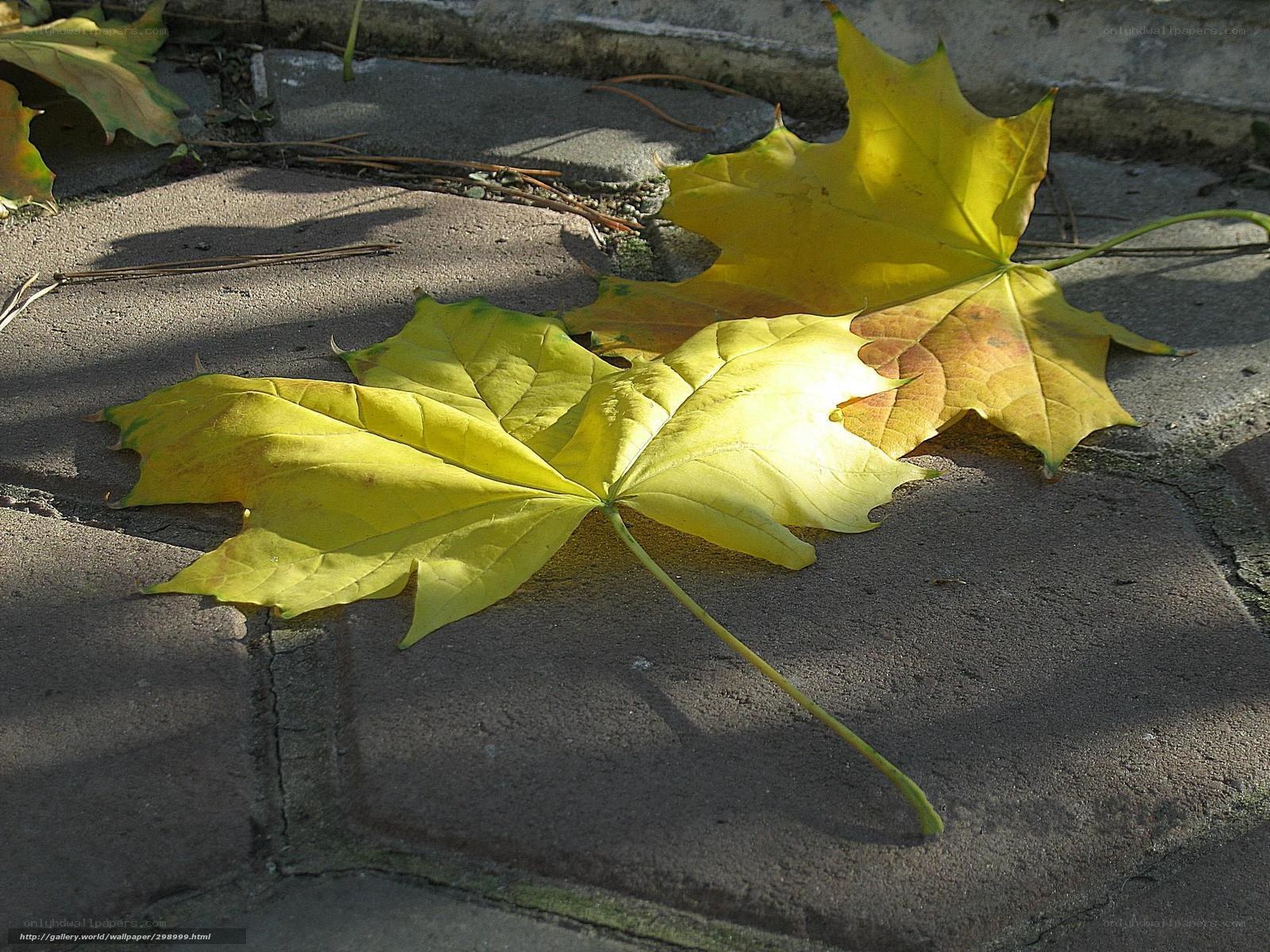 Yellow maple leaves on pavement