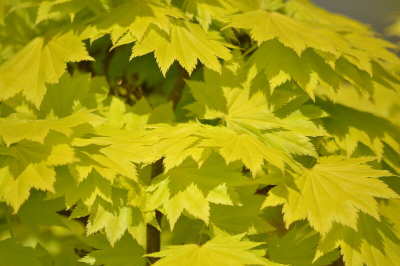 Yellow Maple Leaves — Serene, Afternoon