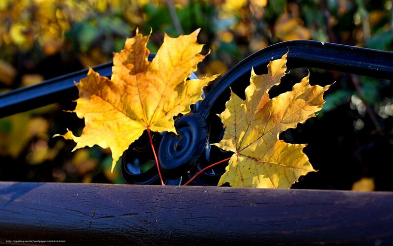 Yellow Maple Leaves — Serene, Autumn, Photograph, Bench