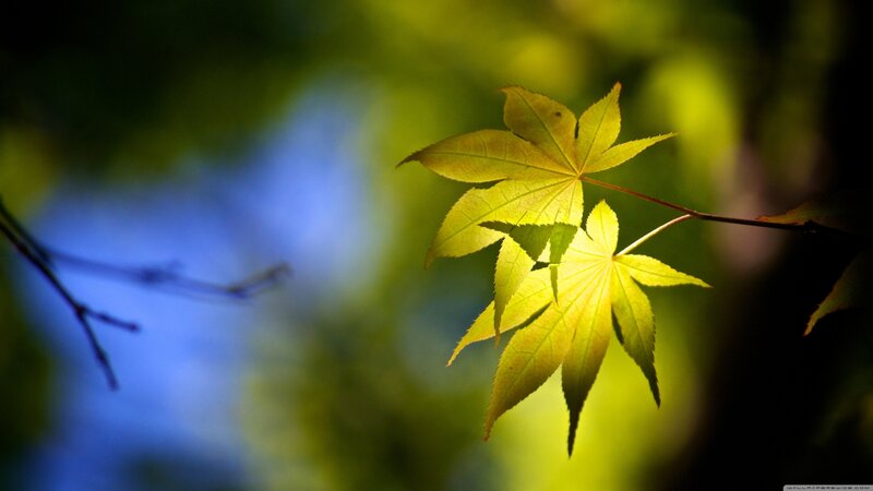 Yellow Maple Leaves — Serene, Autumn, Photograph, Branch, Background Blur