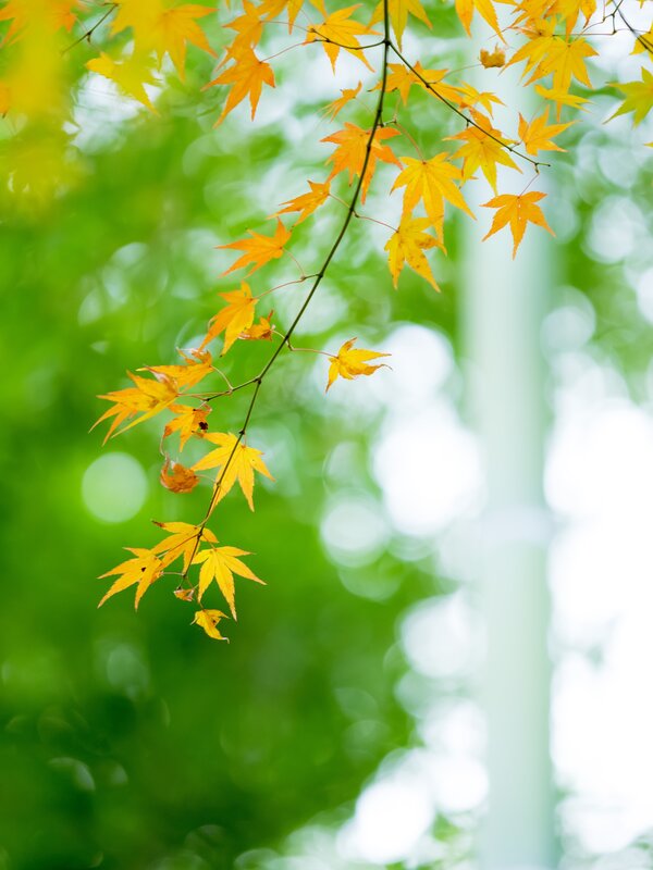 Yellow Maple Leaves — Serene, Autumn, Photograph, Branch, Green Background