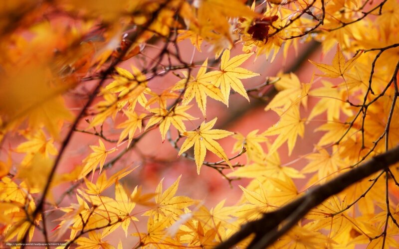 Yellow Maple Leaves — Serene, Autumn, Photograph, Branches, Autumn Colors