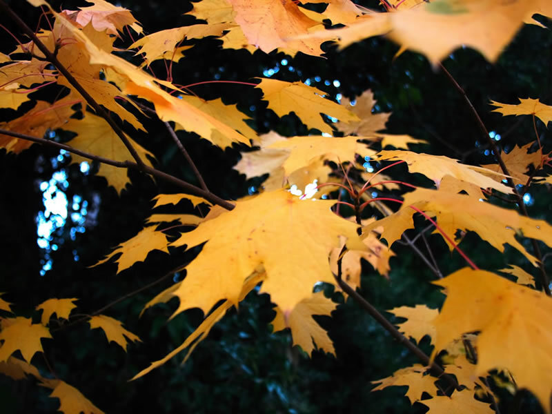 Yellow Maple Leaves — Serene, Autumn, Photograph, Branches, Forest, Green
