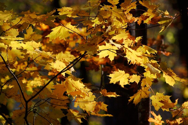 Yellow Maple Leaves — Serene, Autumn, Photograph, Branches, Forest
