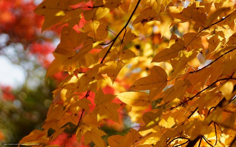 Yellow Maple Leaves — Serene, Autumn, Photograph, Branches, Sunlight, Red Foliage