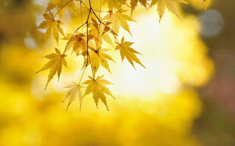 Yellow Maple Leaves — Serene, Autumn, Photograph, Branches, Sunlight