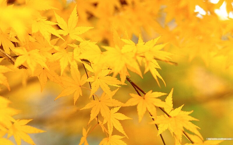Yellow Maple Leaves — Serene, Autumn, Photograph, Branches