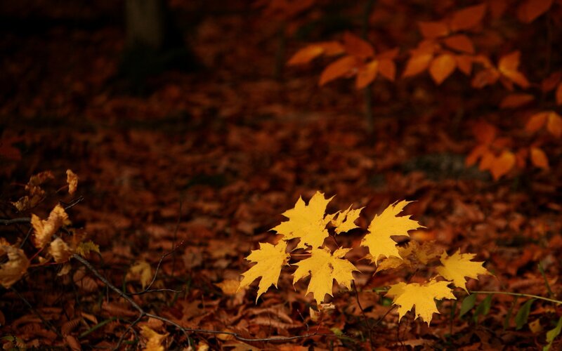 Yellow Maple Leaves — Serene, Autumn, Photograph, Forest Floor, Fallen Leaves