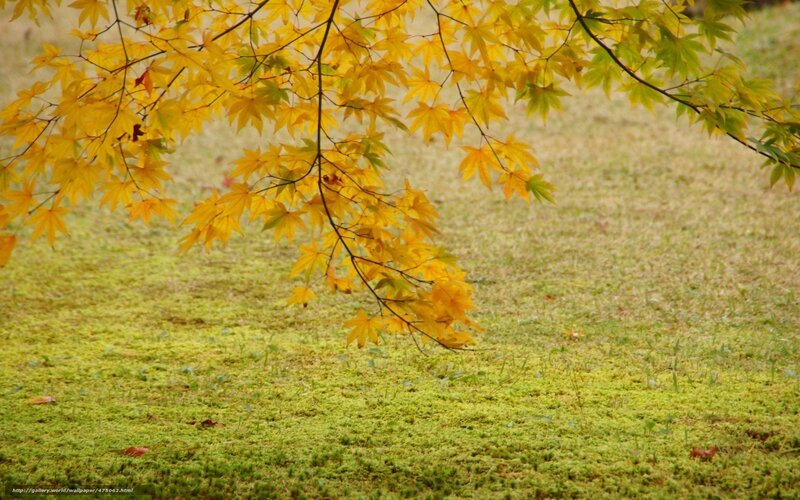 Yellow Maple Leaves — Serene, Autumn, Photograph, Moss