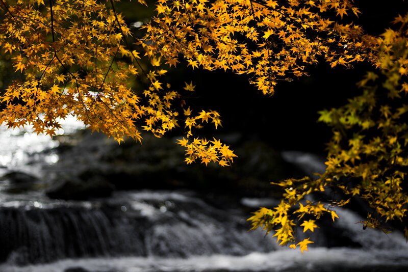 Yellow Maple Leaves — Serene, Autumn, Photograph, River