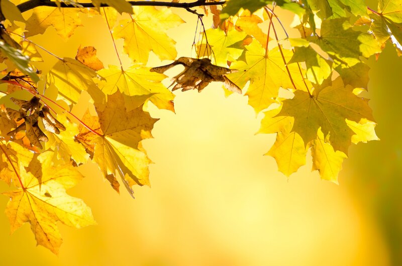 Yellow Maple Leaves — Serene, Autumn, Photograph, Samaras