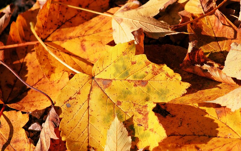 Yellow Maple Leaves — Serene, Autumn, Photograph, Sunlight, Shadows