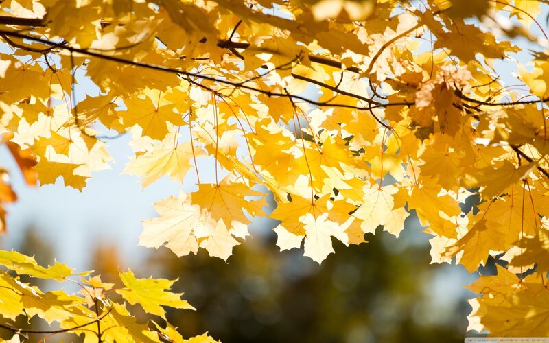 Yellow Maple Leaves — Serene, Autumn, Photograph