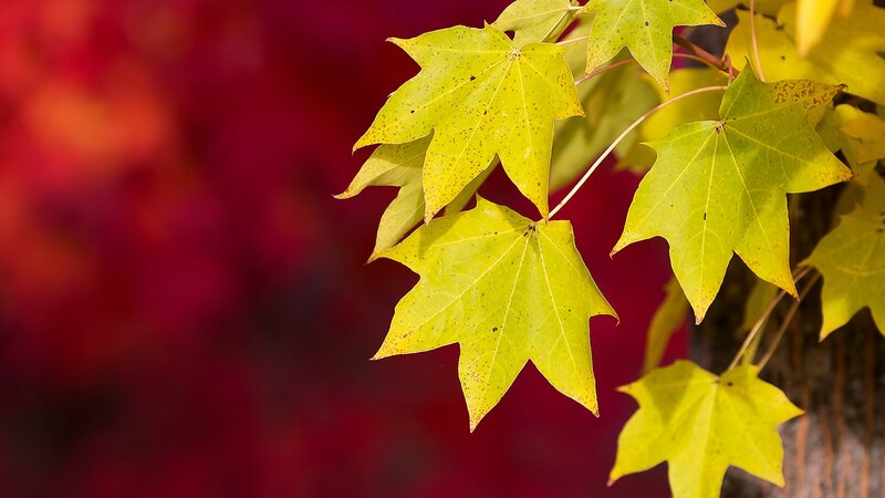 Yellow Maple Leaves — Serene, Autumn, Photograph, Tree Branch, Background