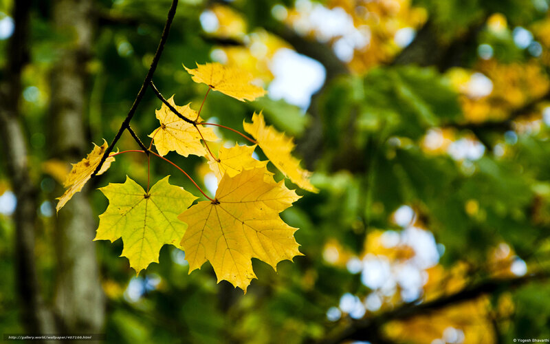 Yellow Maple Leaves — Serene, Autumn, Photograph, Tree Branch, Green Foliage