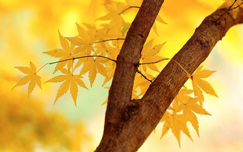 Yellow Maple Leaves — Serene, Autumn, Photograph, Tree Branch