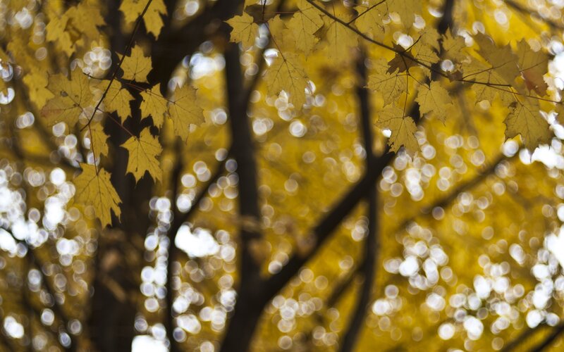 Yellow Maple Leaves — Serene, Autumn, Photograph, Tree Branches, Bokeh