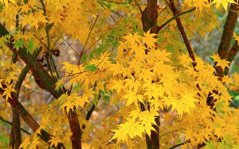 Yellow Maple Leaves — Serene, Autumn, Photograph, Tree Branches, Green Leaves