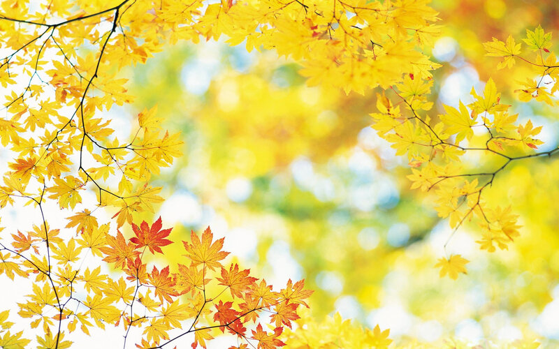 Yellow Maple Leaves — Serene, Autumn, Photograph, Tree Branches
