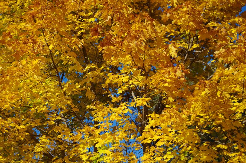 Yellow Maple Leaves — Serene, Autumn, Photograph, Tree