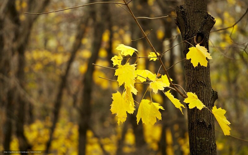 Yellow Maple Leaves — Serene, Autumn, Photograph, Tree Trunk
