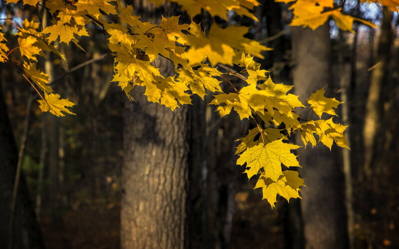 Yellow Maple Leaves — Serene, Autumn, Photograph, Trees
