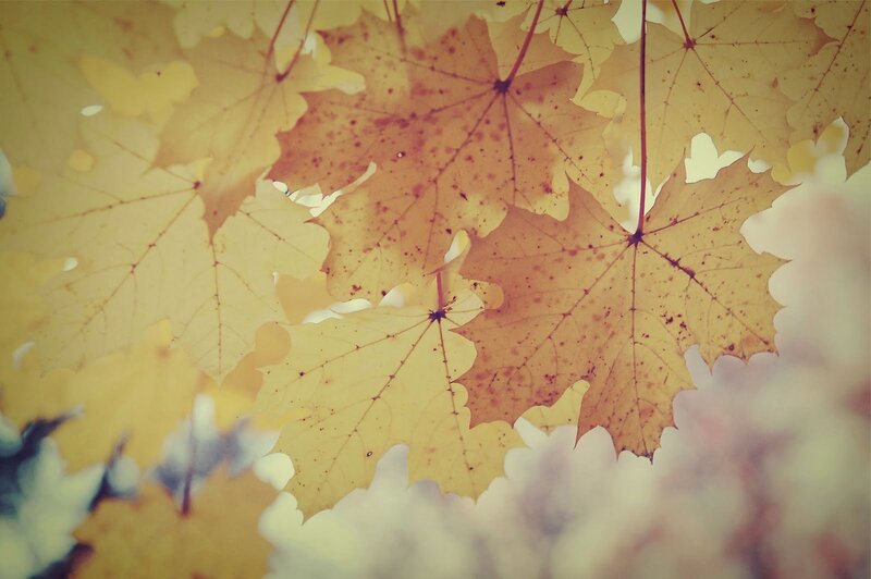 Yellow Maple Leaves — Serene, Autumn