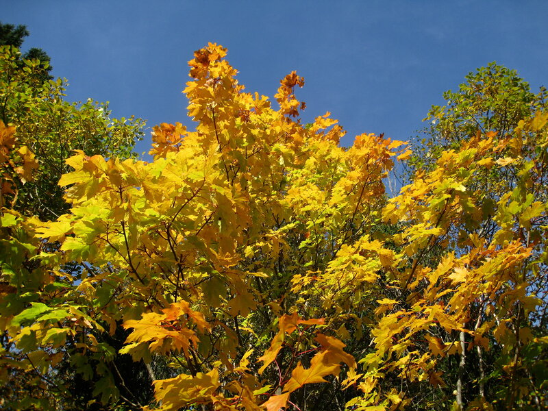 Yellow Maple Leaves — Serene