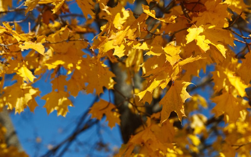 Yellow Maple Leaves